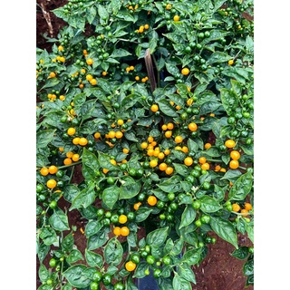 Hạt Giống Ớt Peru Charapita - Gói 5 Hạt KNS268