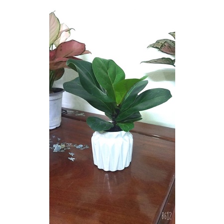 Cây bàng singapore mini