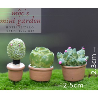Tiểu cảnh mini_Chậu cây mọng nước_CP185