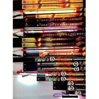 Đèn Mayin T5  (13000k, 6700k, 2700k) Tanning cá rồng cho bối, huyết long