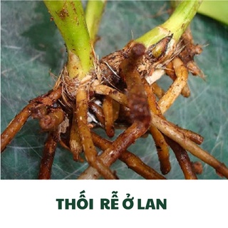 Chế Phẩm Sinh Học TRICHODERMA BACILLUS HLC 500ml