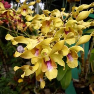 Denro nắng bò vàng, bò tím