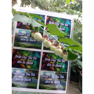 Hạt giống rau ngót, 30 hạt