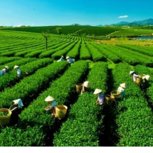 Chè nõn tôm trà khô hảo hạng búp chè Tân Cương Thái Nguyên_ TN13 | BigBuy360 - bigbuy360.vn