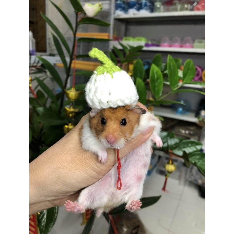 Nón Len Cho Thú Nhỏ Hamster, Sóc, Bọ - Mẫu Cà Trắng