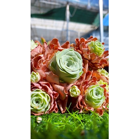 sen đá Hồng xanh Greenovia