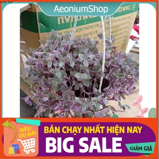 Cây Pink Lady - Cây Tổ Ong Hồng, Xuất Xứ Đà Lạt, Lỗi 1 Đổi 1🤧 💪
