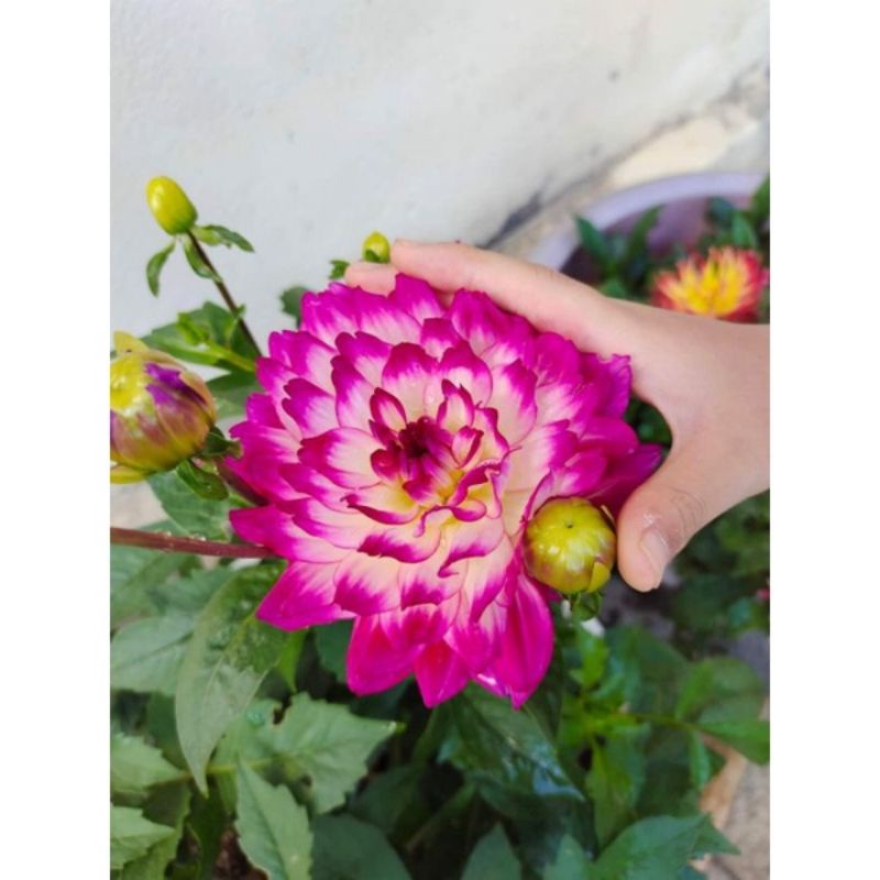 Củ hoa thược dược kép mix màu