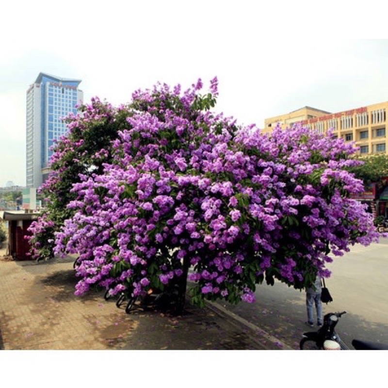 Cây bằng lăng tím
