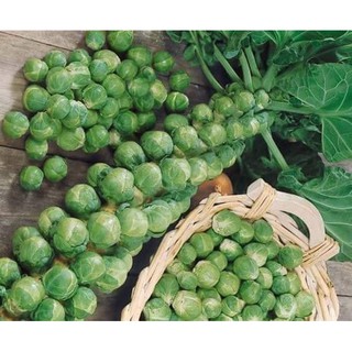 Hạt giống Bắp Cải Tí Hon Xanh (Cải Bắp Mini xanh) nhập nguyên gói Thái Lan