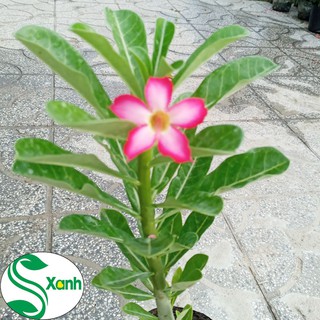 Cây Hoa Sứ Nguyên Thủy