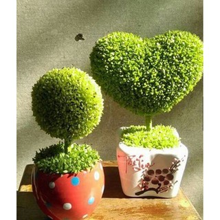 Hạt giống Cỏ may mắn