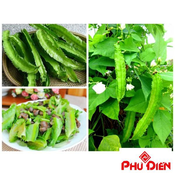 10 Hạt giống đậu rồng  PHÚ ĐIỀN