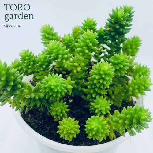 Sen đá sedum rong biển Đà Lạt size trung bình cây cảnh trang trí nhà cửa Toro garden