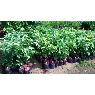 CÂY GIỐNG ỔI SẺ RỪNG.( GIỐNG CHUẨN)