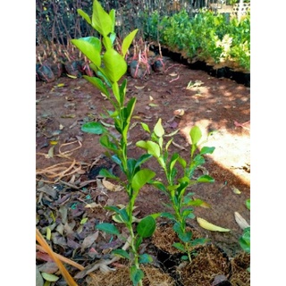 CÂY GIỐNG CHANH CHÚC  THÁI(chanh não người)