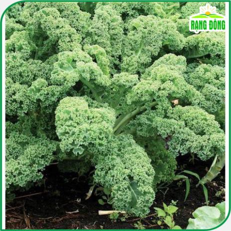 Hạt giống Cải Xoăn Kale Kháng Bệnh Tốt, Trồng Quanh Năm (gói 5 gram) - Hạt giống Rạng Đông