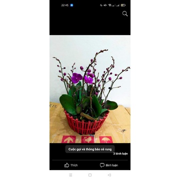 Combo 3 cây mãn thiên hồng đang hoa phân nhánh
