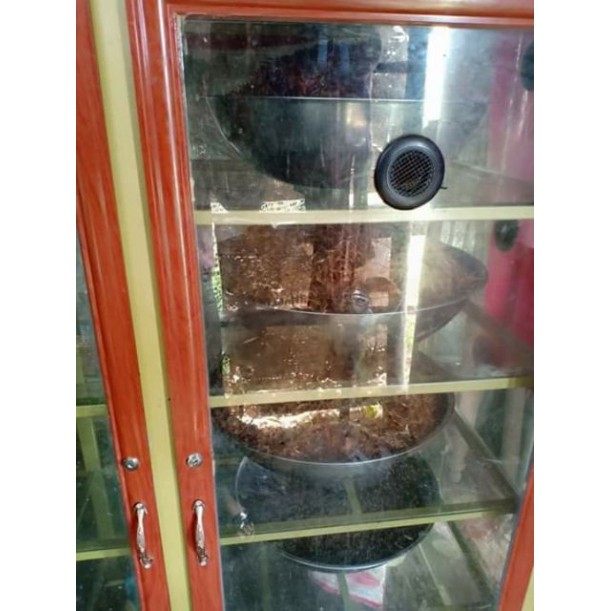 Cá bống sông Trà - Đặc sản Quảng Ngãi (loại 550gr)