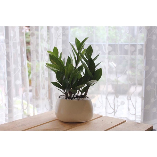 Kim tiền mini chỉ 120k cả chậu