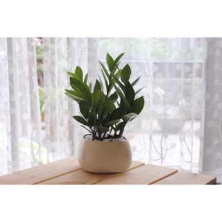 Kim tiền mini chỉ 120k cả chậu