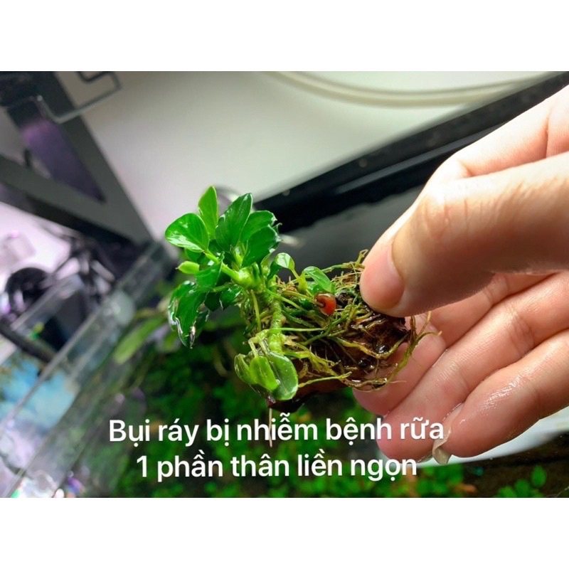 Dung dịch thủy sinh T Doctor - phòng và trị rửa thân ở cây ráy, bucep phân nước