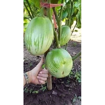 Hạt giống Cà Dừa Xanh Nghệ An (cà dừa sọc xanh khổng lồ)