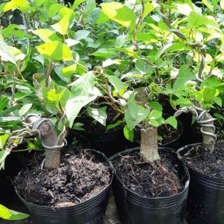 Cây sung bonsai mini bàn trà