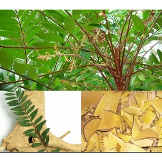 Rễ cây mật nhân,hàng thượng hạng,1kg