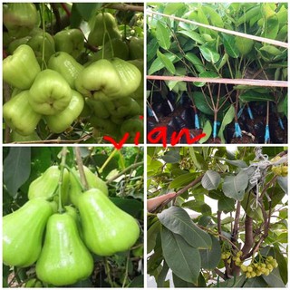 GIỐNG MẬN XANH ĐƯỜNG