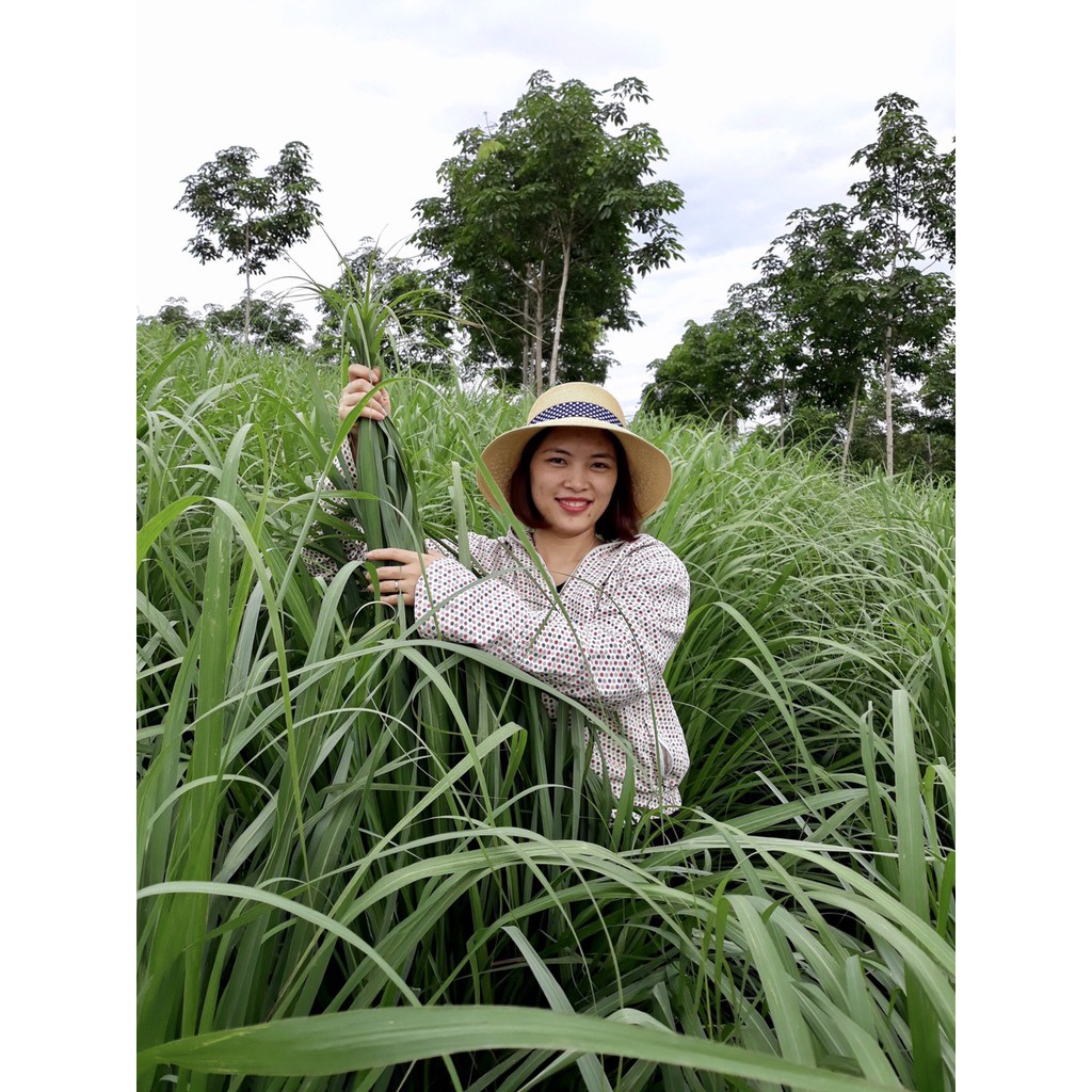 [Thương hiệu đạt 3 sao OCOP ] Tinh dầu  vỏ bưởi thiên nhiên nguyên chất 100% Nguyên Hồng - CÓ KIỂM ĐỊNH - thảo mộc