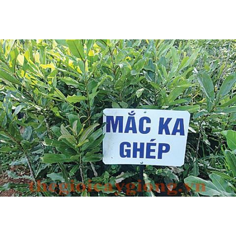 CÂY MẮC CA GHÉP- CHUẨN CÂY GIỐNG F1- CÂY CAO 70-80CM