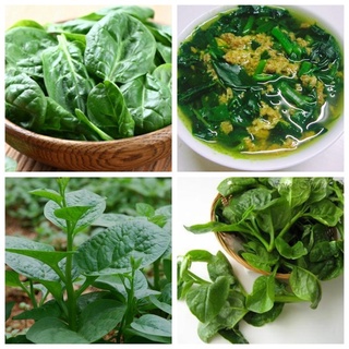 Hạt giống mồng tơi nhật.