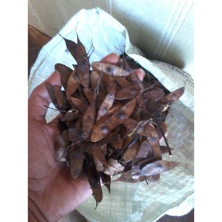 1kg Quả trắc đỏ giống