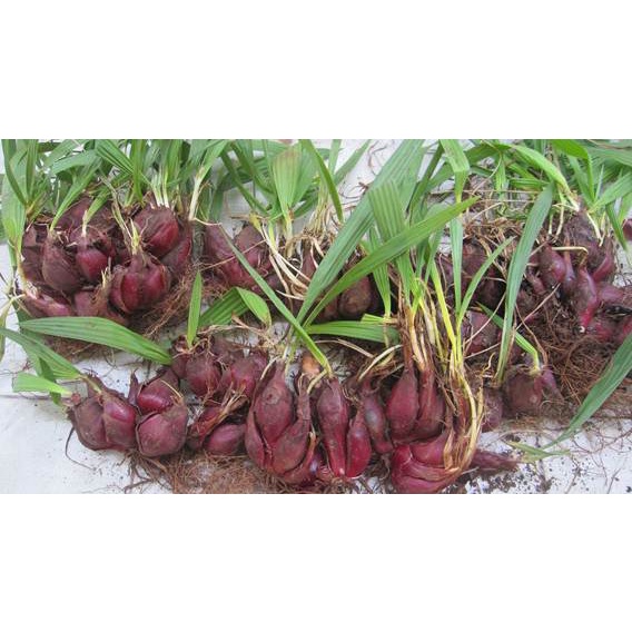 Củ giống sâm đại hành, tỏi đỏ,tỏi lào  0,4kg.