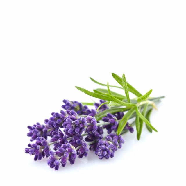 [ 10ML ] Tinh Dầu Oải Hương 100% Nguyên Chất Organic ( Lavender Pure Essential Oil )