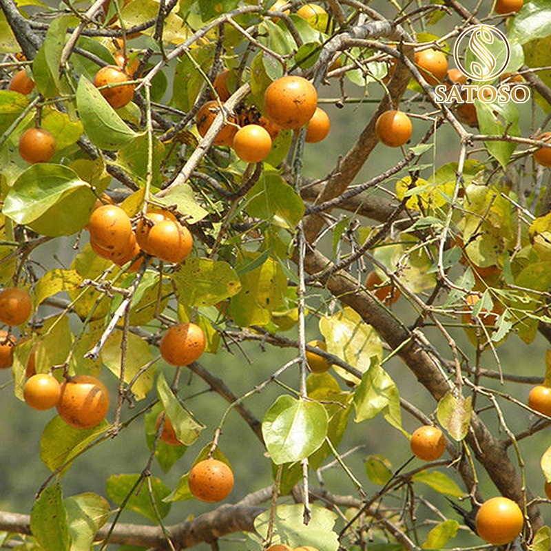 Hạt mã tiền khô thượng hạng giúp mạnh gân cốt, thông kinh lạc SATOSO 1kg SA60