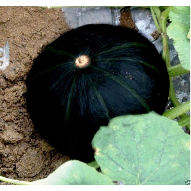 Hạt bí đen đã rang chín (BĐ02 0,5kg ăn liền)