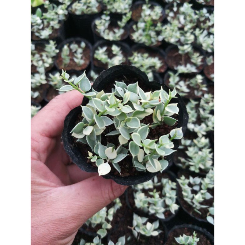 Bầu lan tim cẩm thạch mini