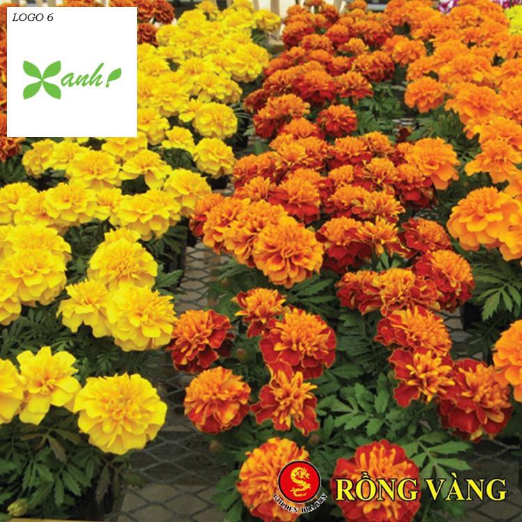 Hạt giống hoa Vạn thọ Ban mai
