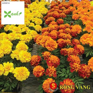 Hạt giống hoa Vạn thọ Ban mai (100 hạt)