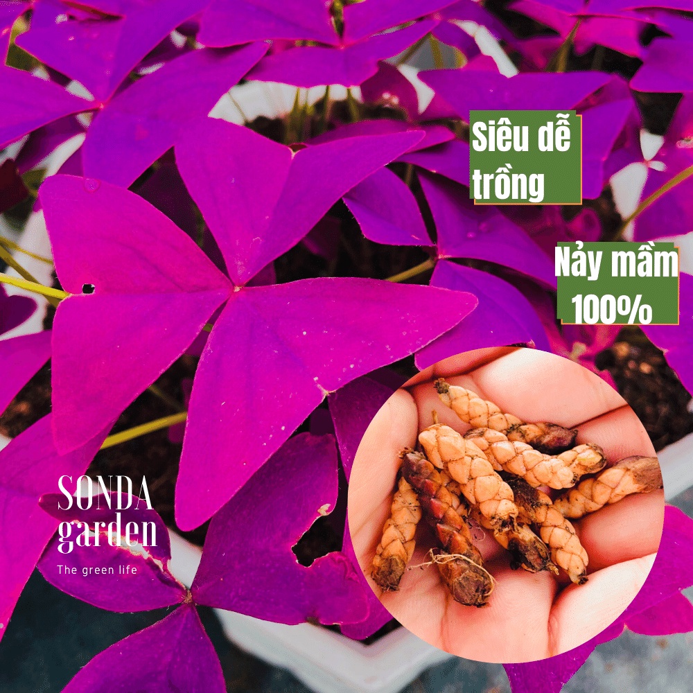 Củ cây bướm đêm (3 củ) SONDA garden, cây cảnh trang trí nhà cửa, lỗi 1 đổi 1