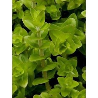 [10 NGỌN ]Cây Lệ Nhi Thuỷ Sinh (Cây Trung-Hậu Cảnh)