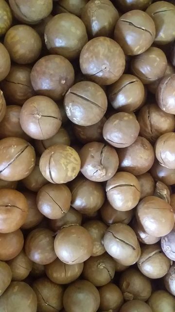 500g hạt mắc ca sấy