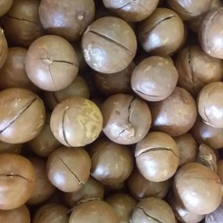 500g hạt mắc ca sấy