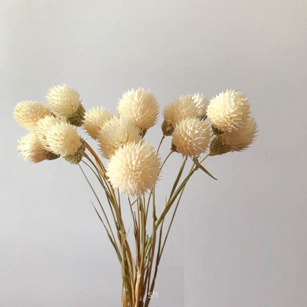 Hoa Tuyết Tùng Khô Decor Trang Trí