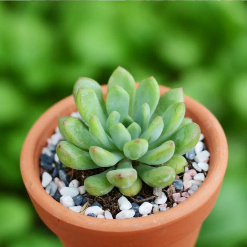 🌈 SEN ĐÁ THƯỢC DƯỢC mini ❗ FREE SHIP