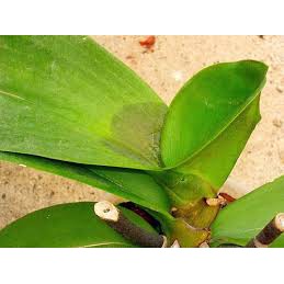 Chế phẩm trừ bệnh sinh học Nano chitosan / thuốc trừ bệnh héo xanh thối nhũn Elcarin cho cây trồng