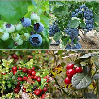 Combo 2 gói hạt giống cây ăn trái việt quất (1 gói đỏ và 1 gói xanh_ tặng kèm 1 gói kích thích nảy mầm )