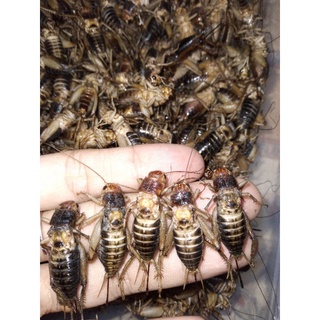 Dế trứng đông lạnh 500 gram chĩ giao trong tphcm